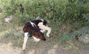 लोणी बाजाराच्या दिवशी रस्त्यालगत गायांचे बछडे आढळले